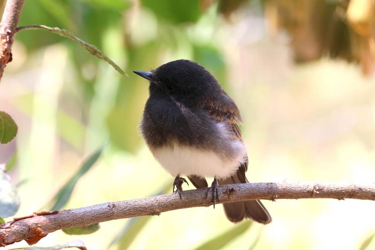 Black Phoebe - ML636899358