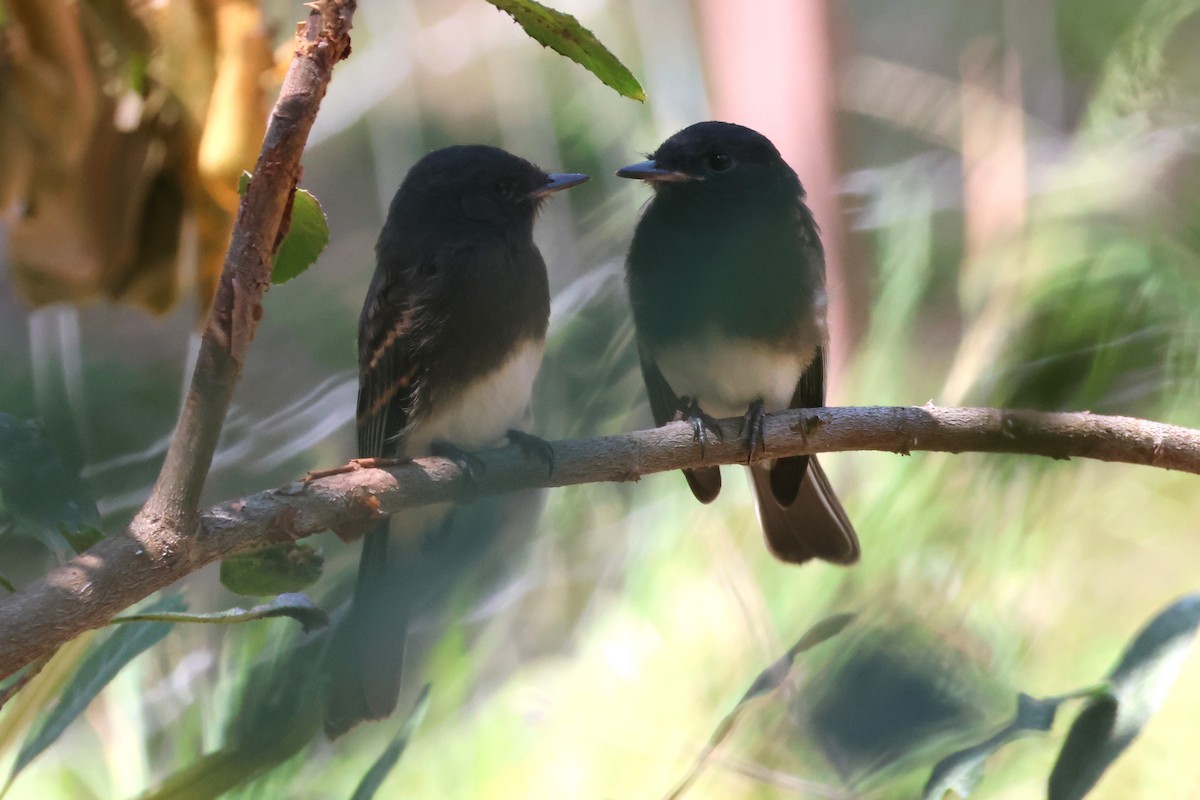 Black Phoebe - ML636899359