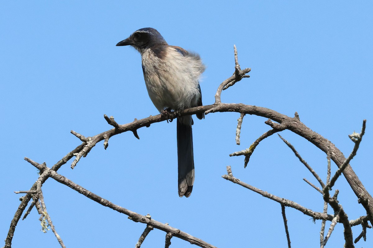 California Scrub-Jay - ML636899361