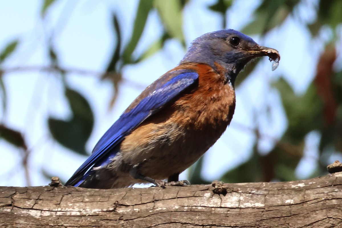 Western Bluebird - ML636899370