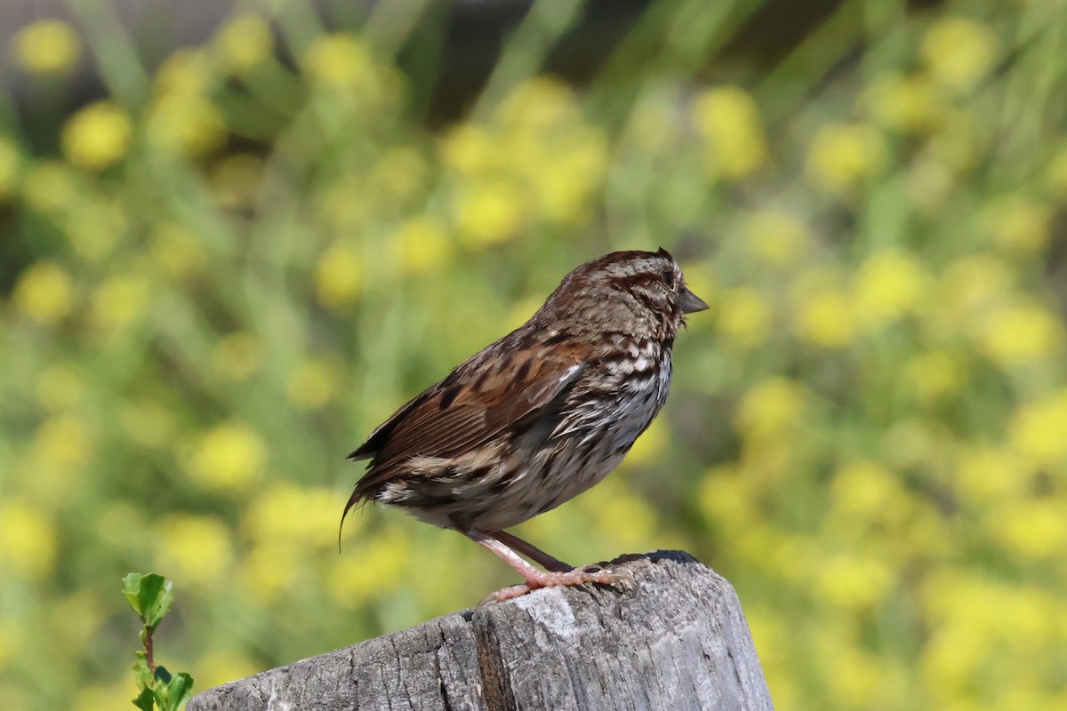 Song Sparrow - ML636899376