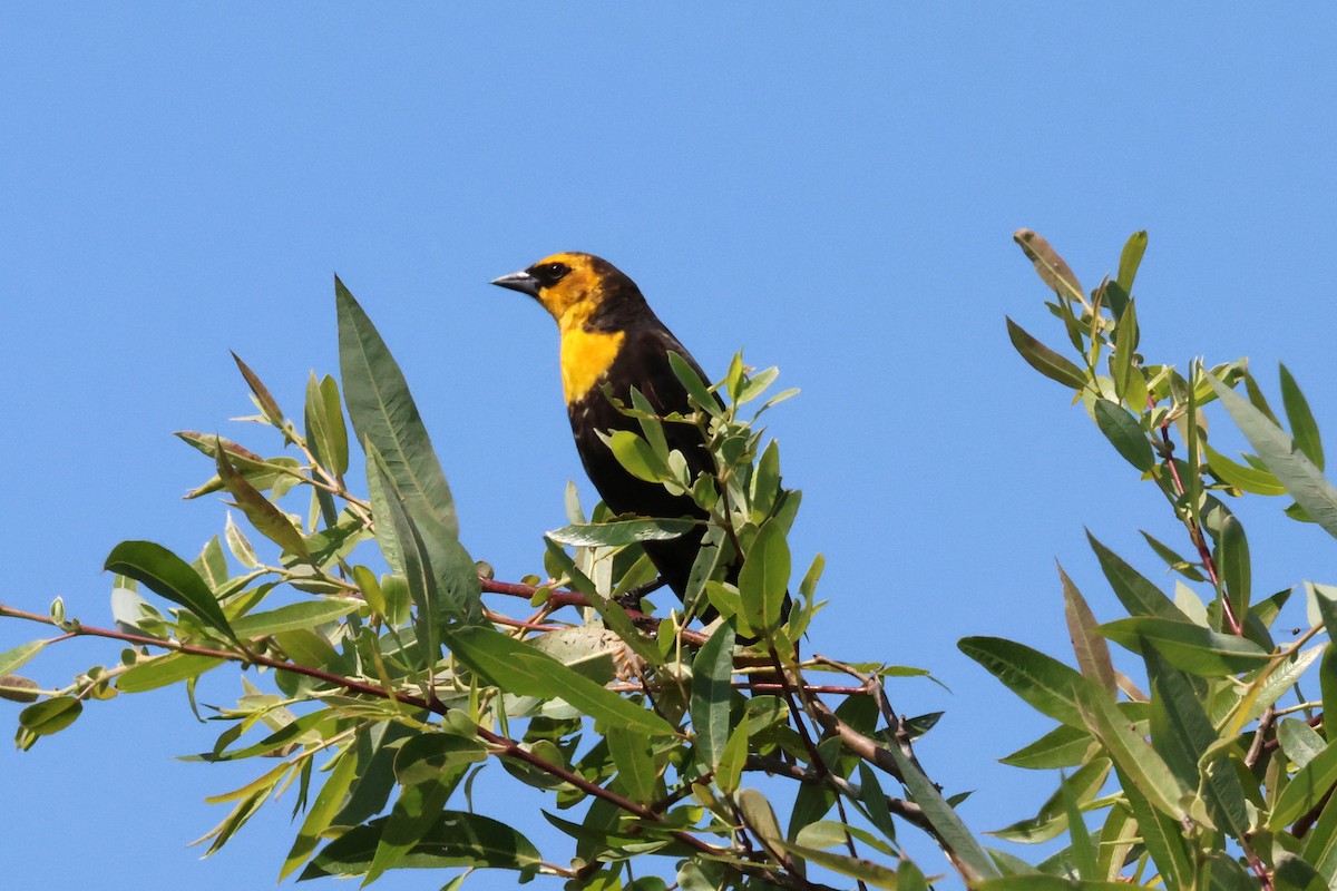 Yellow-headed Blackbird - ML636899379