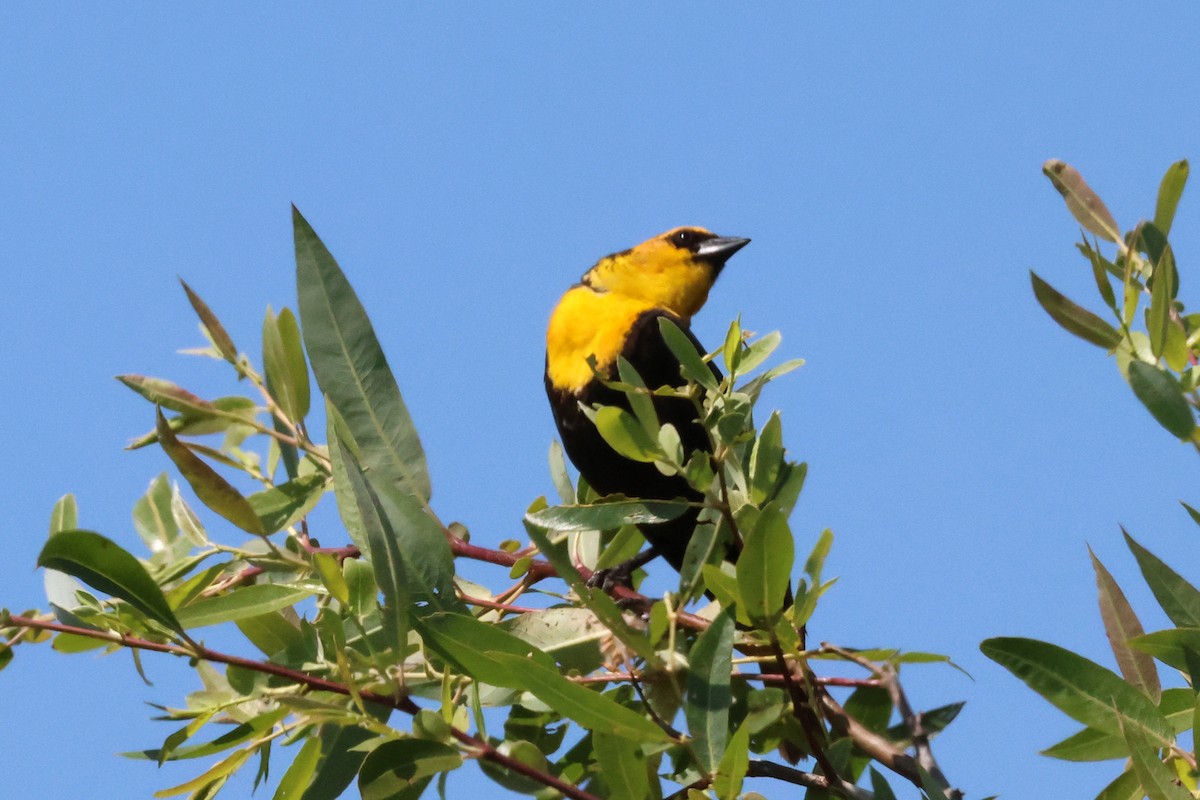 Yellow-headed Blackbird - ML636899380