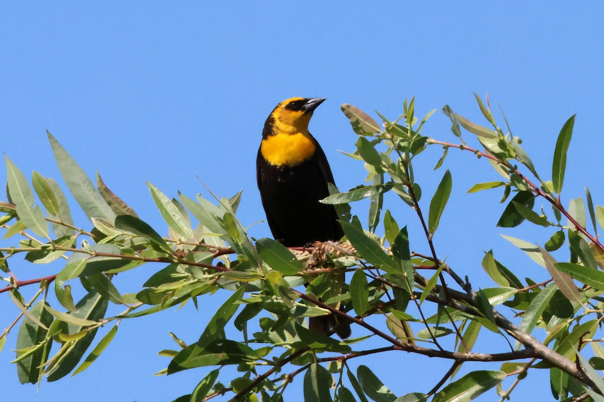 Yellow-headed Blackbird - ML636899381