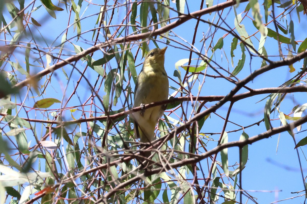 Western Tanager - ML636899398