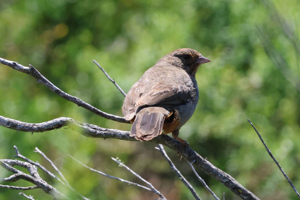 California Towhee - ML636899440