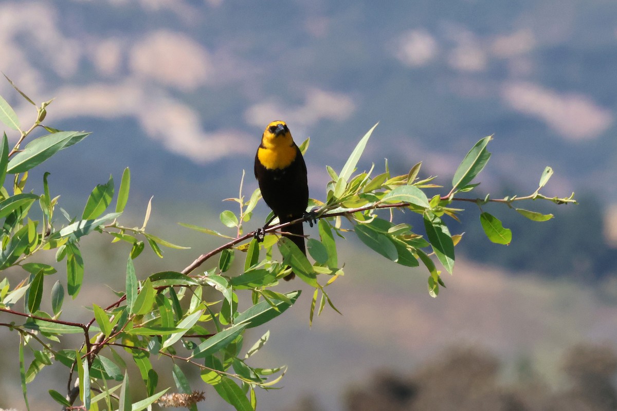 Yellow-headed Blackbird - ML636899456