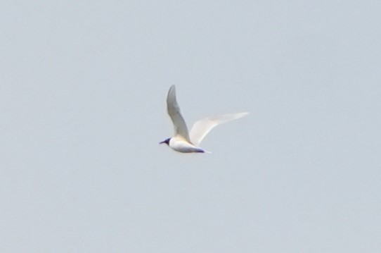 Mediterranean Gull - ML636899466
