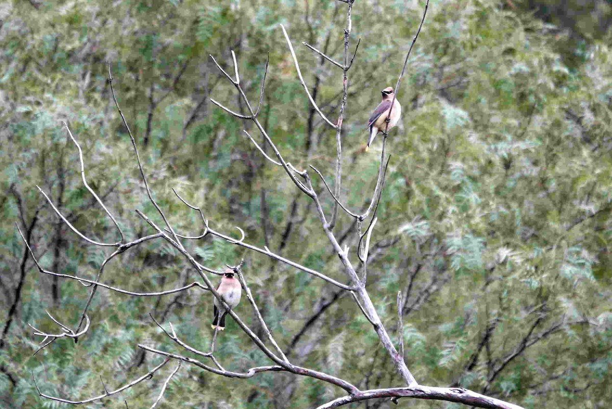 Cedar Waxwing - ML636899467