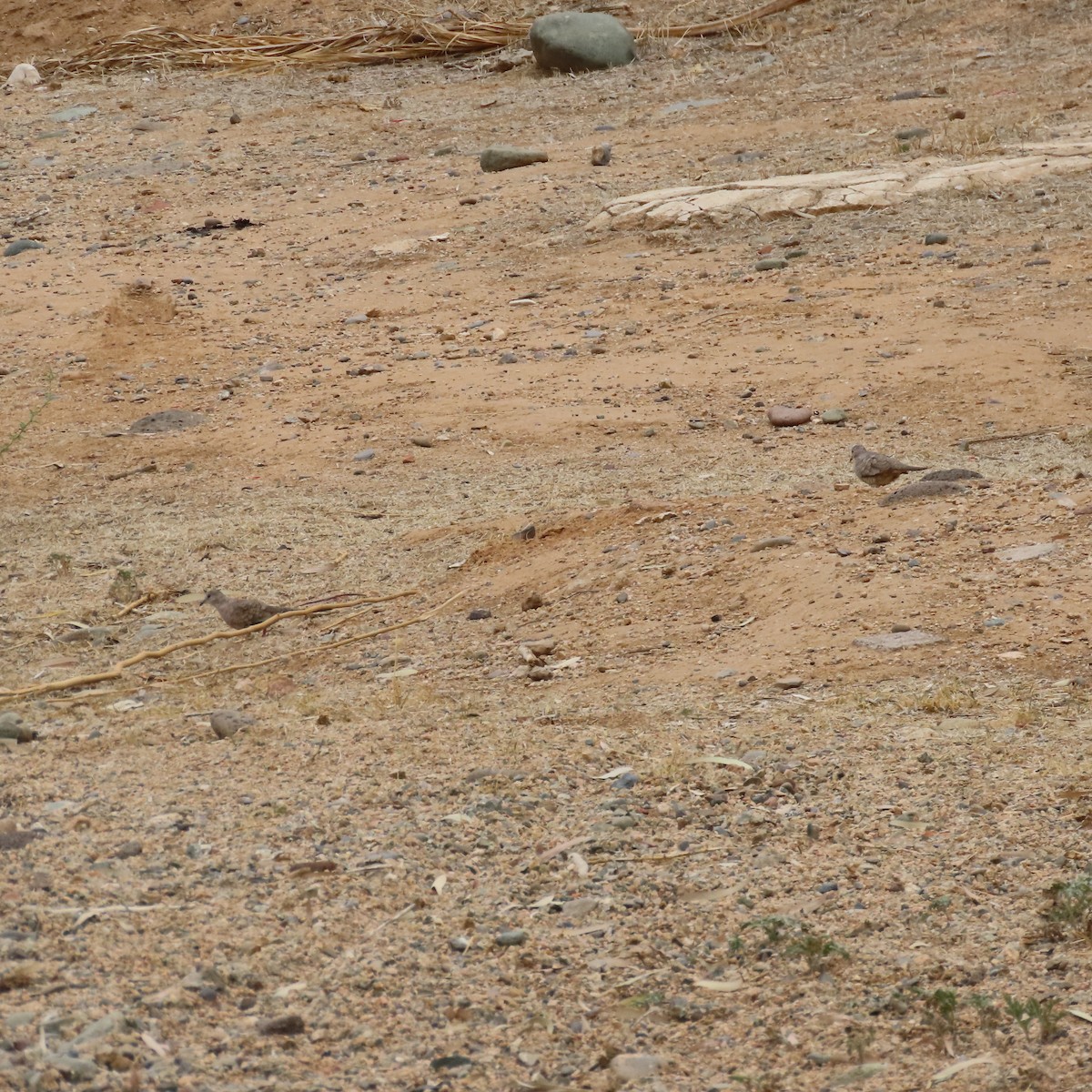 eBird Checklist - 1 Jun 2025 - Moon Valley Park - 22 species (+1 other ...