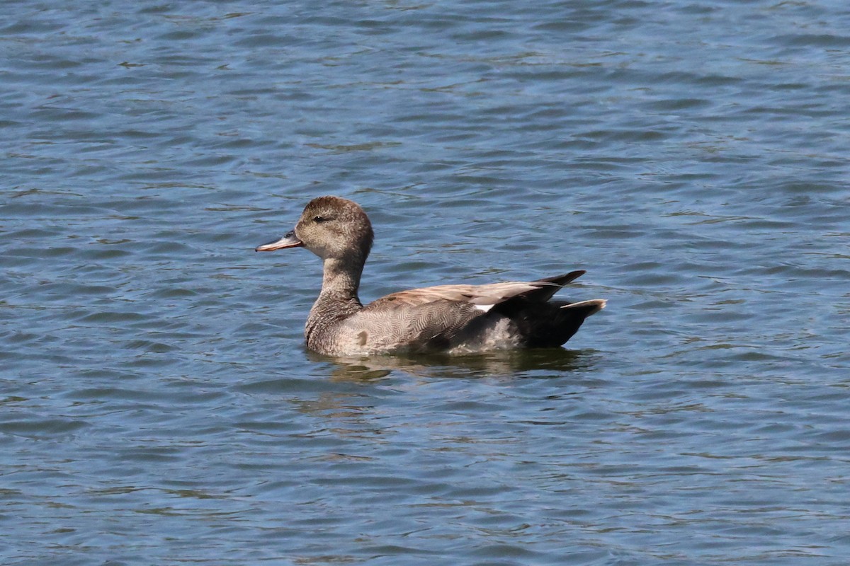 Gadwall - ML636899487