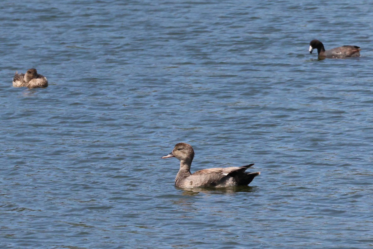 Gadwall - ML636899488