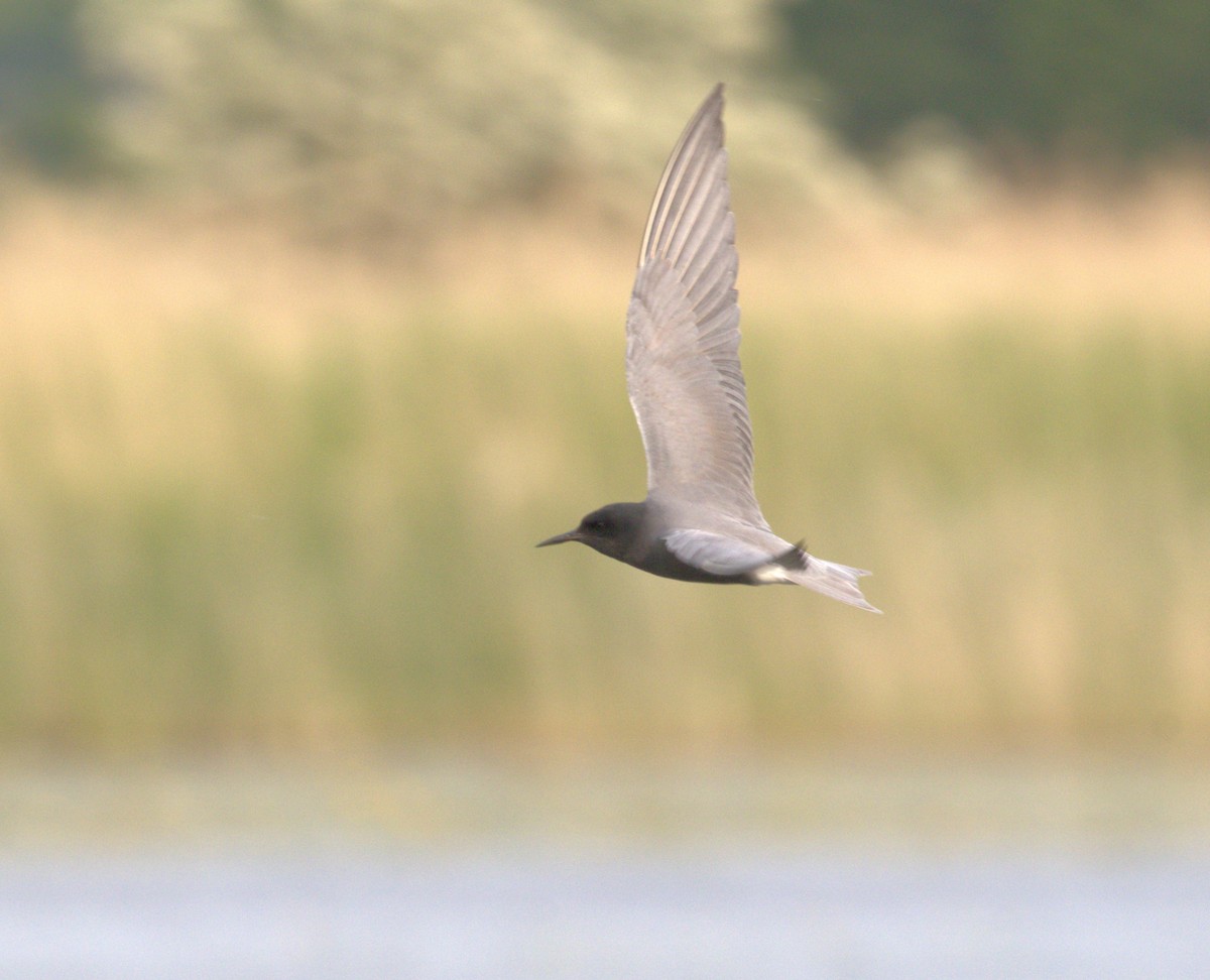 Black Tern - ML636899573