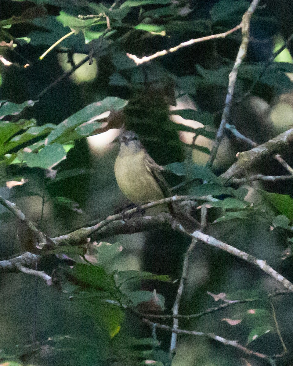 Rough-legged Tyrannulet - ML636899624