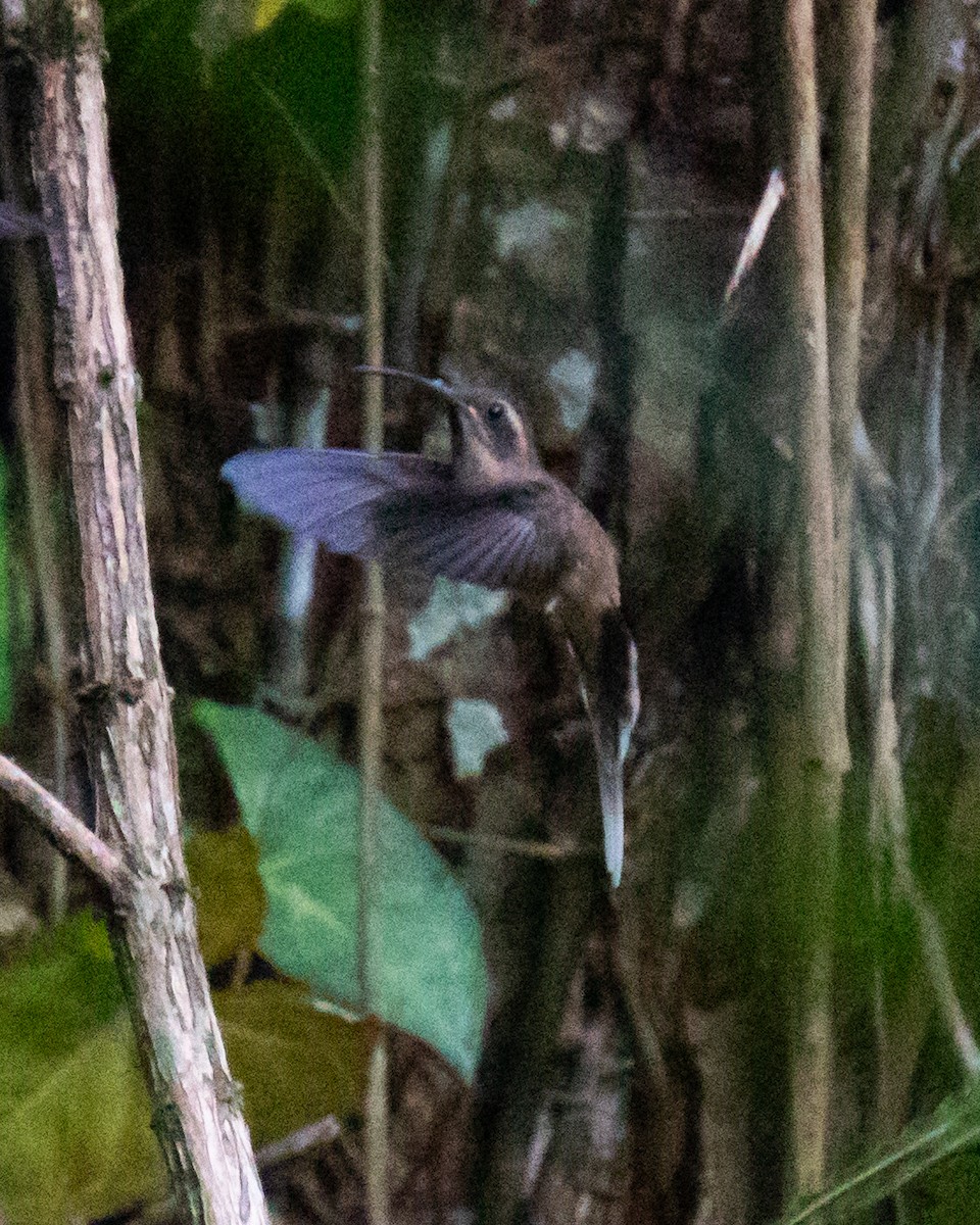 Dusky-throated Hermit - ML636899641