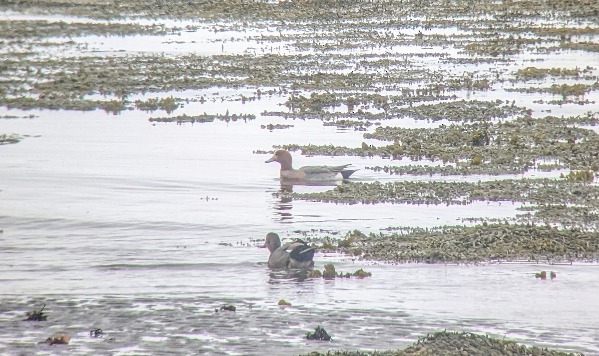 Eurasian Wigeon - ML636899742
