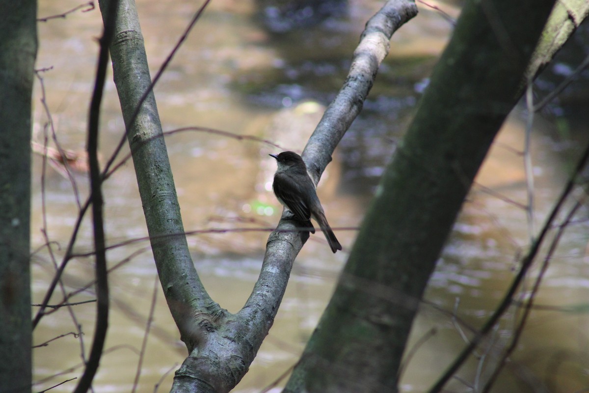Eastern Phoebe - ML636899760