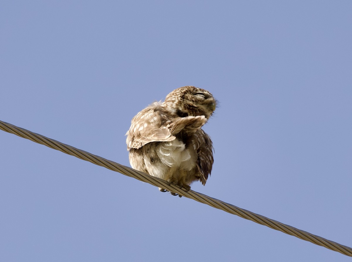 Little Owl - ML636899809