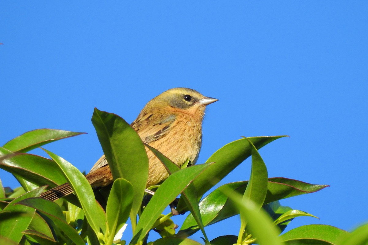 Long-tailed Reed Finch - ML636899852