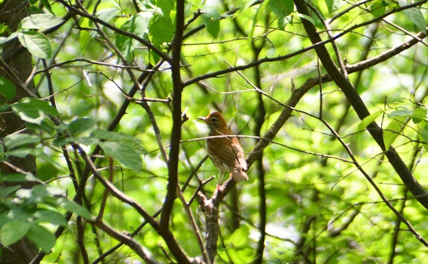 Wood Thrush - ML636900022