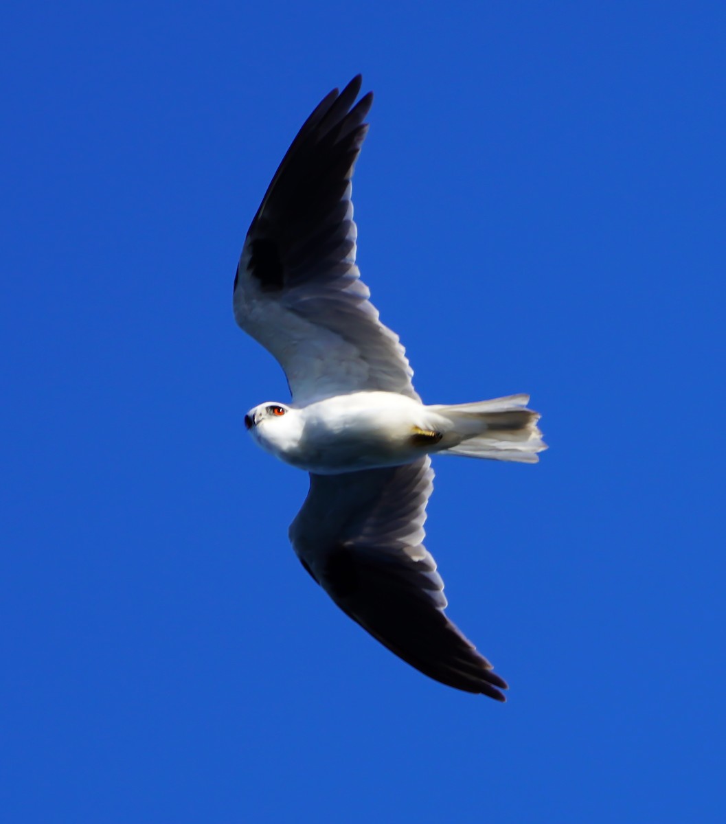 Black-shouldered Kite - ML636900158