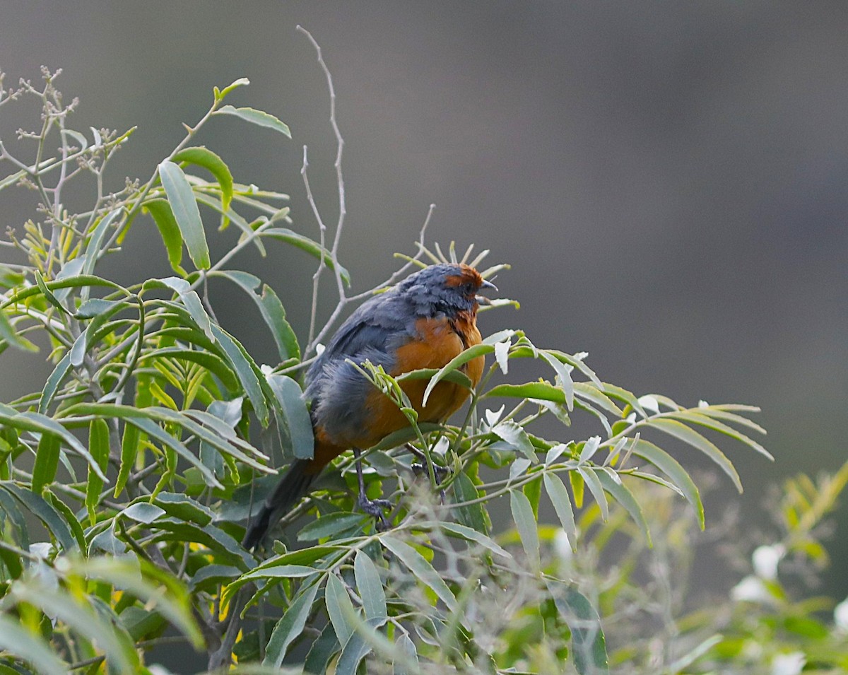 Cochabamba Mountain Finch - ML636900177