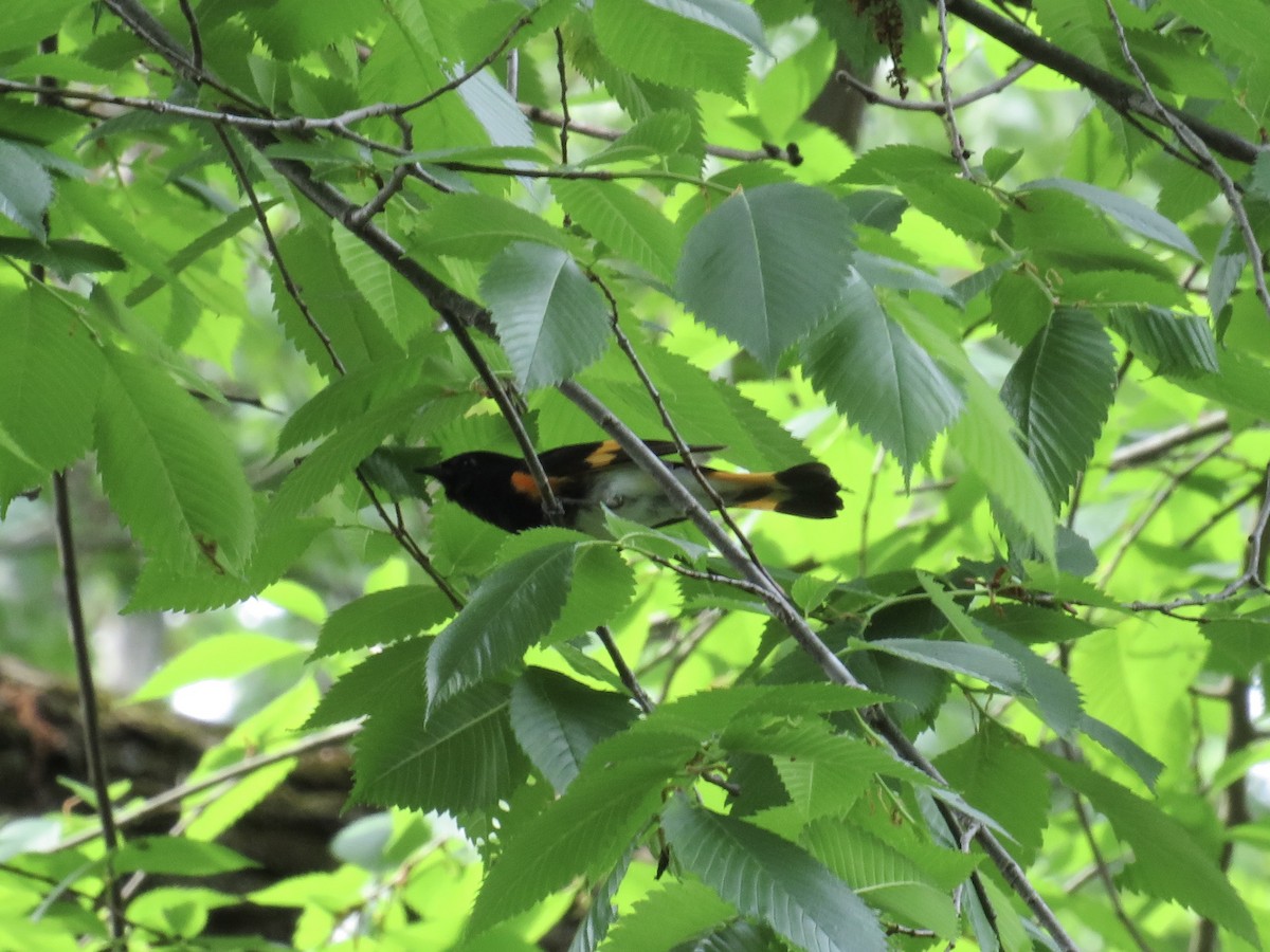 American Redstart - ML636900197
