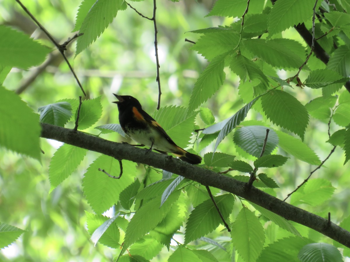 American Redstart - ML636900198