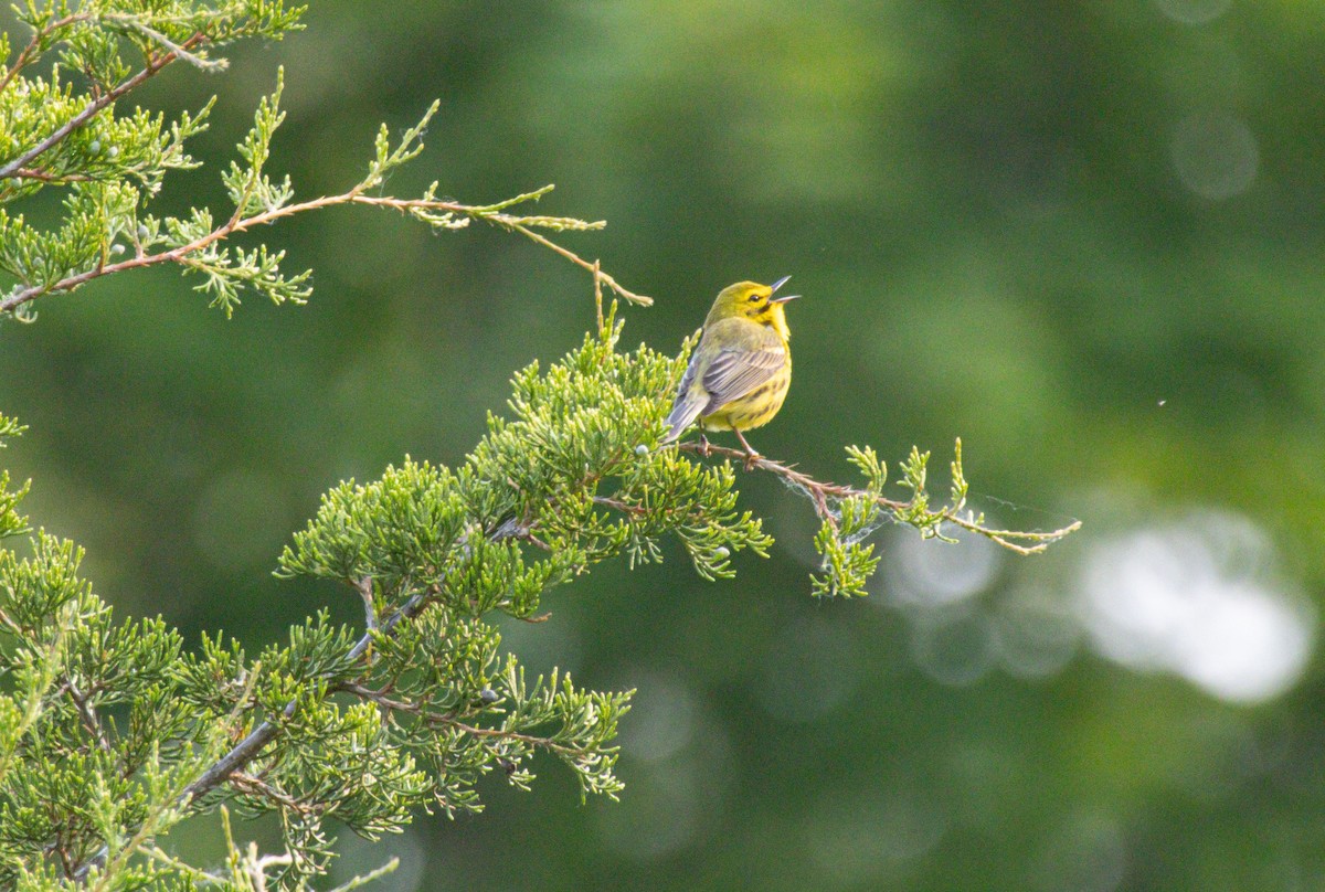 Prairie Warbler - ML636900315