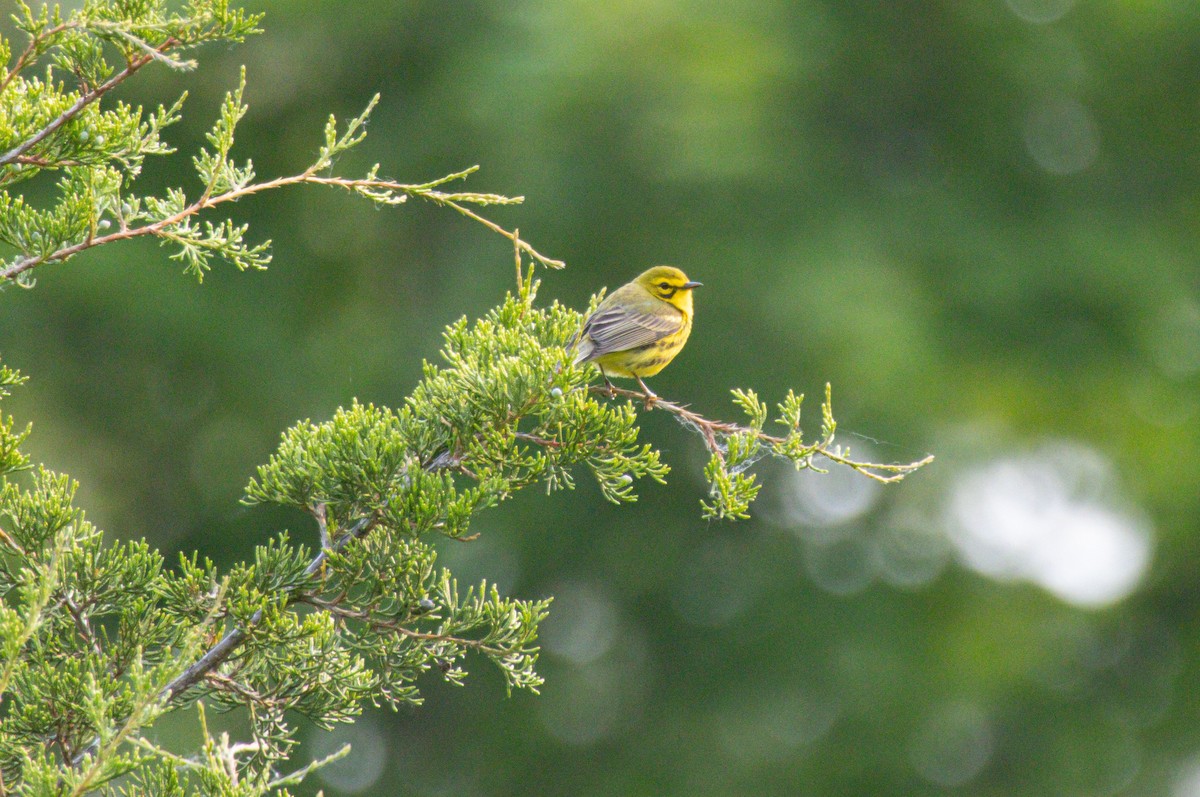 Prairie Warbler - ML636900316