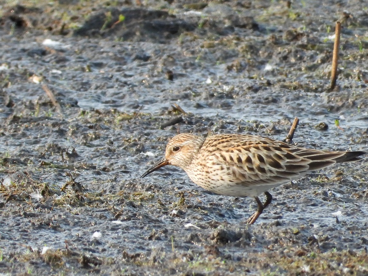 White-rumped Sandpiper - ML636900448