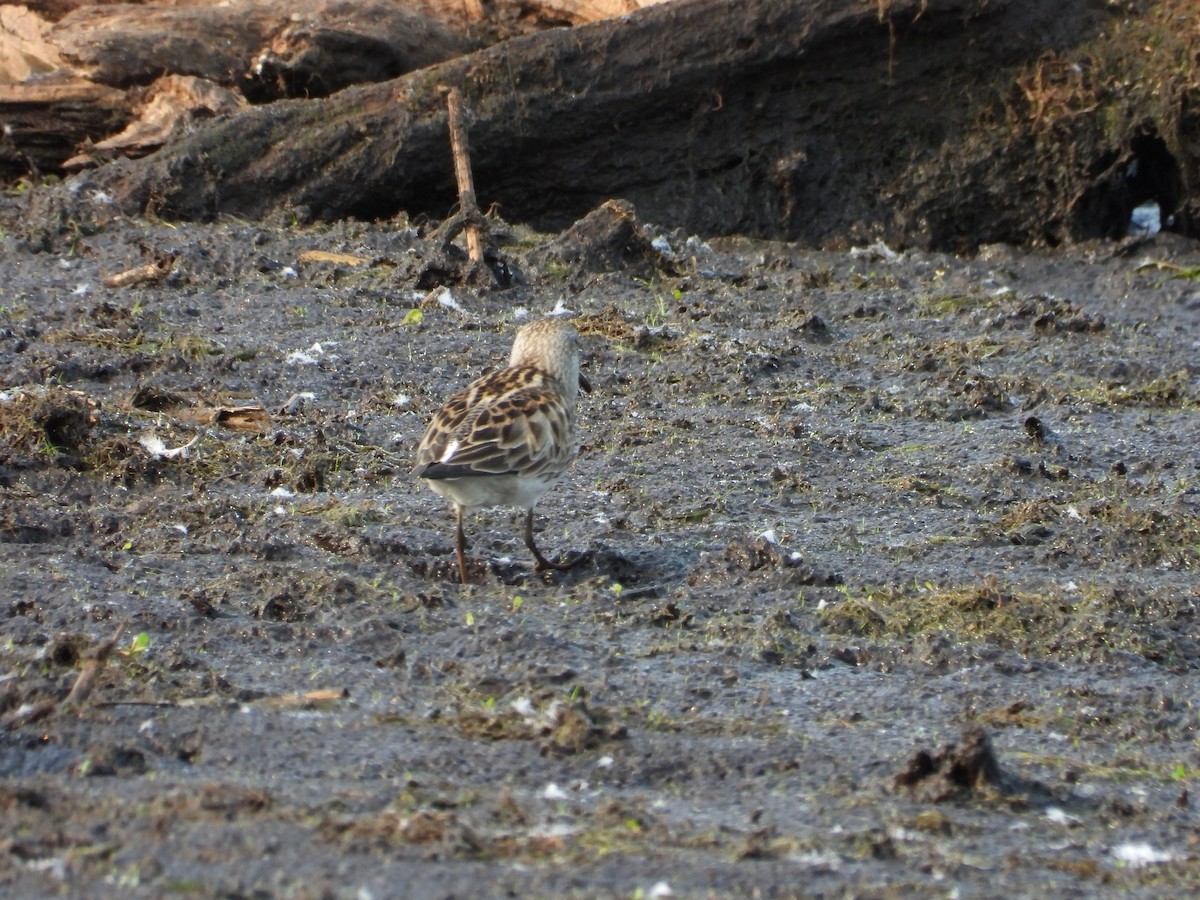 White-rumped Sandpiper - ML636900452