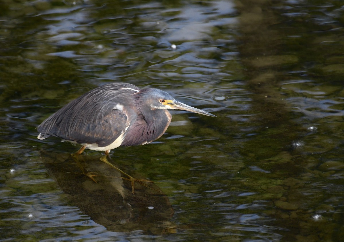 Tricolored Heron - ML636900467