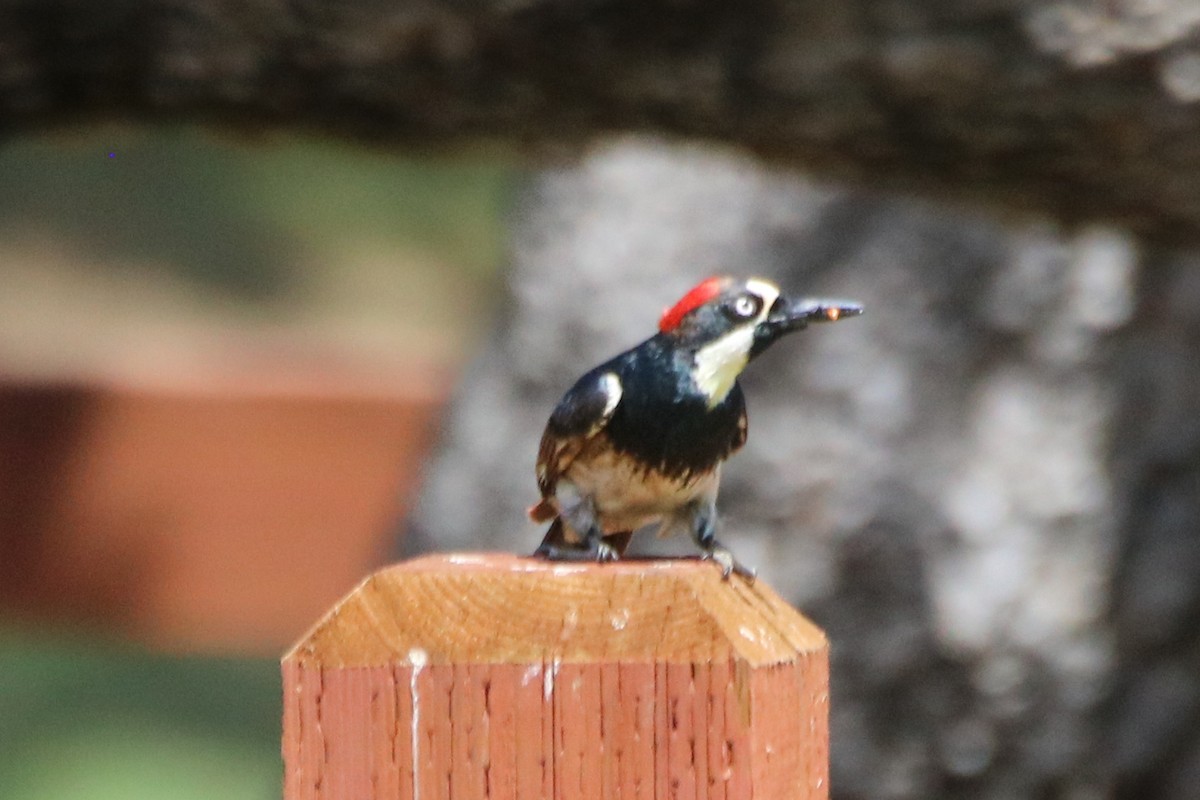 Acorn Woodpecker - ML636900556