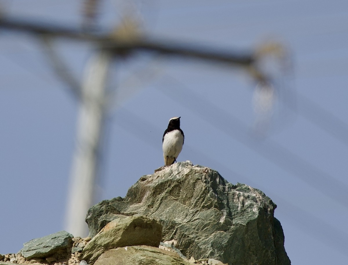 Arabian Wheatear - ML636900618