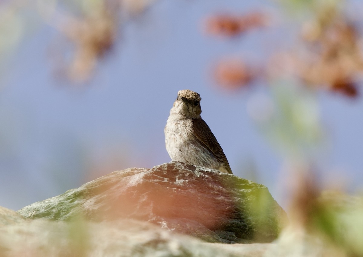 Arabian Wheatear - ML636900621
