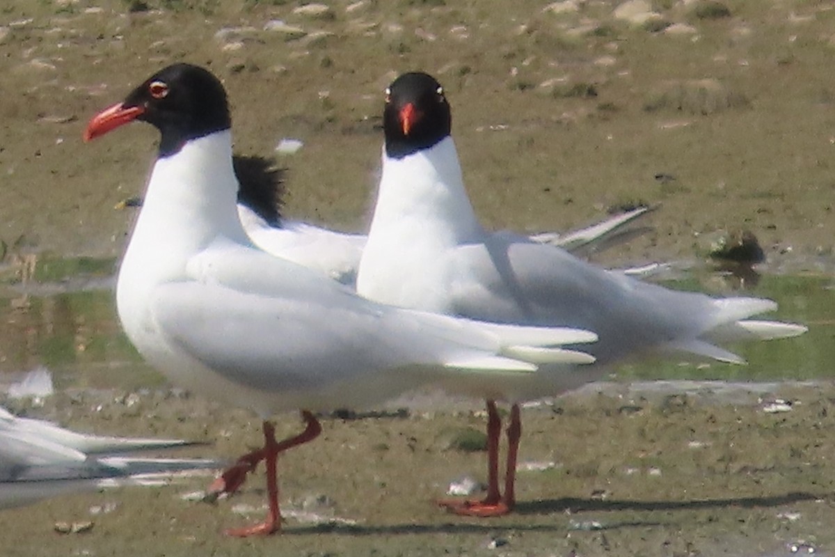 Mediterranean Gull - ML636900624