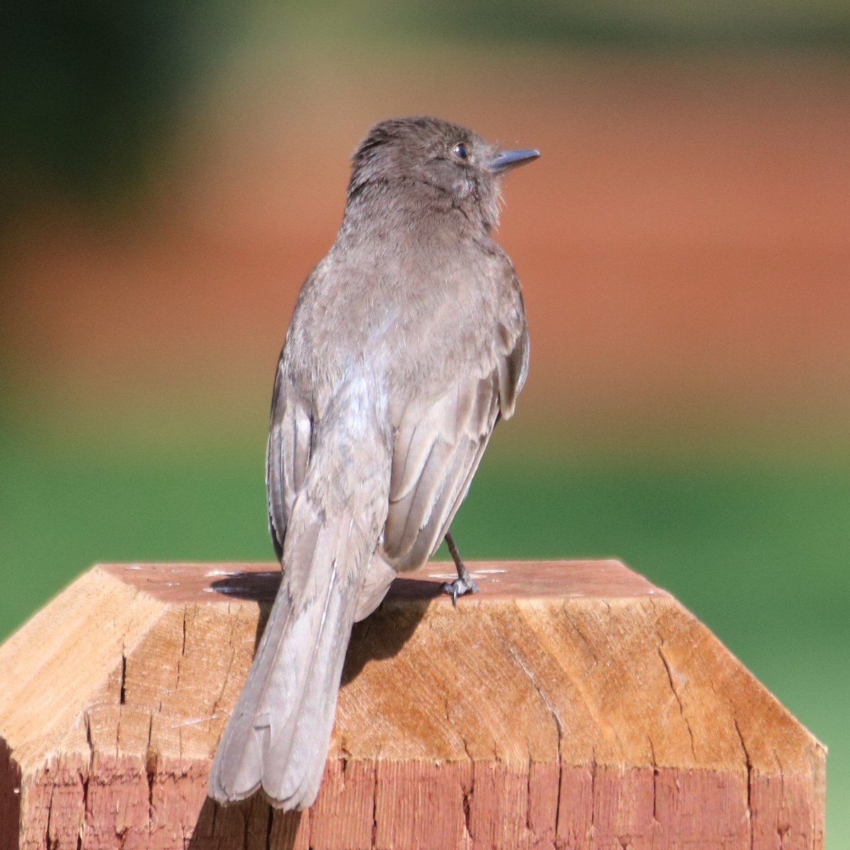 Black Phoebe - ML636900640