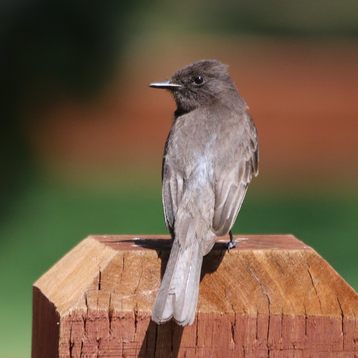 Black Phoebe - ML636900641