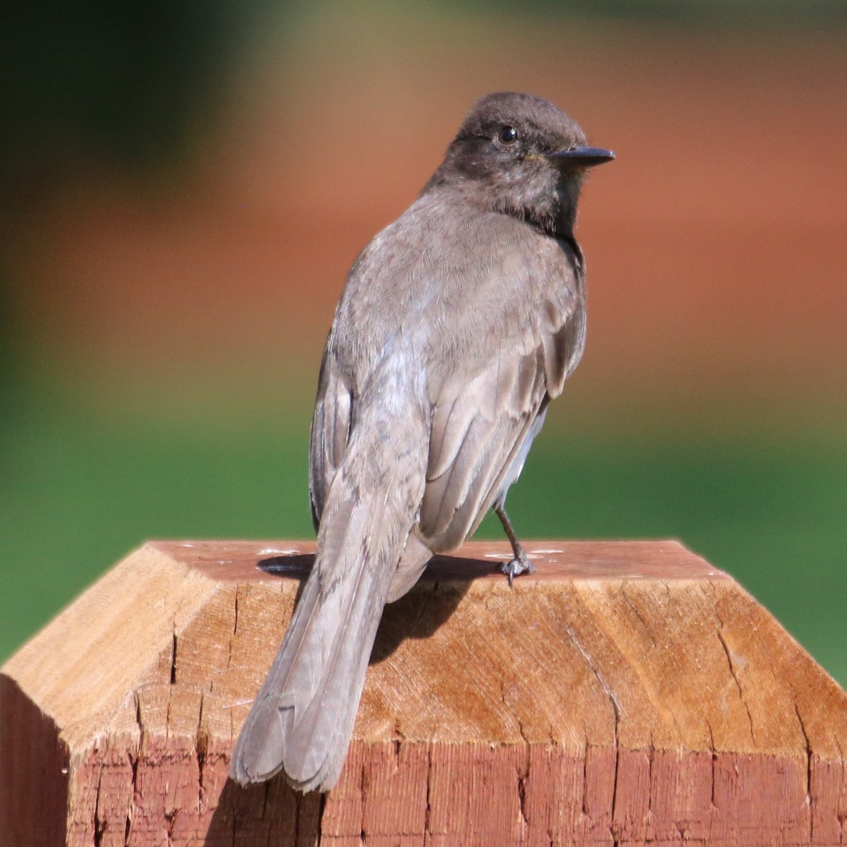 Black Phoebe - ML636900642