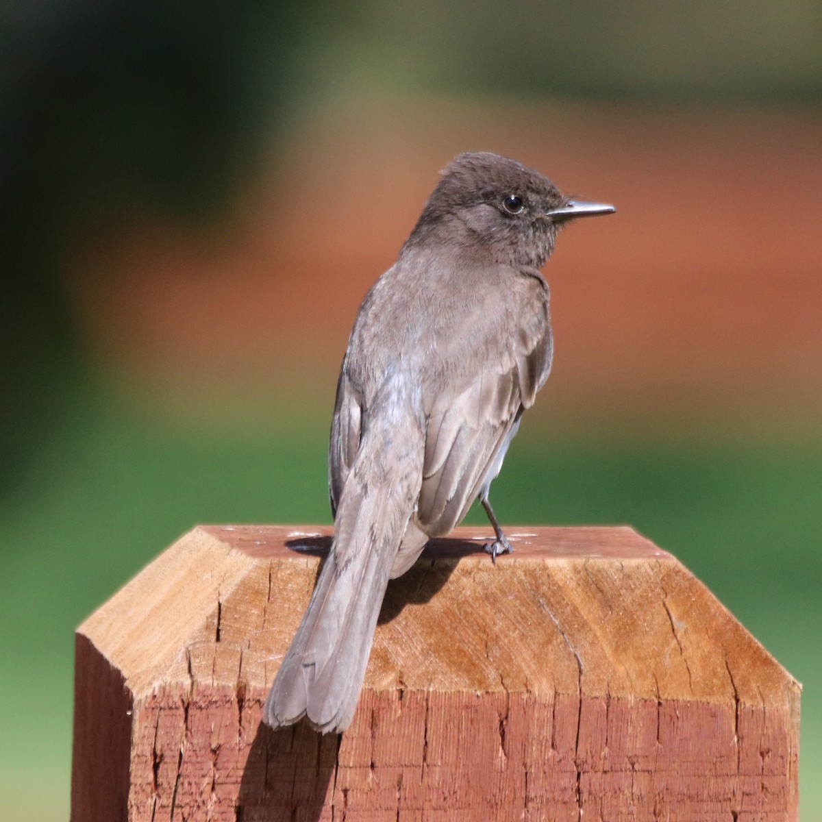 Black Phoebe - ML636900643