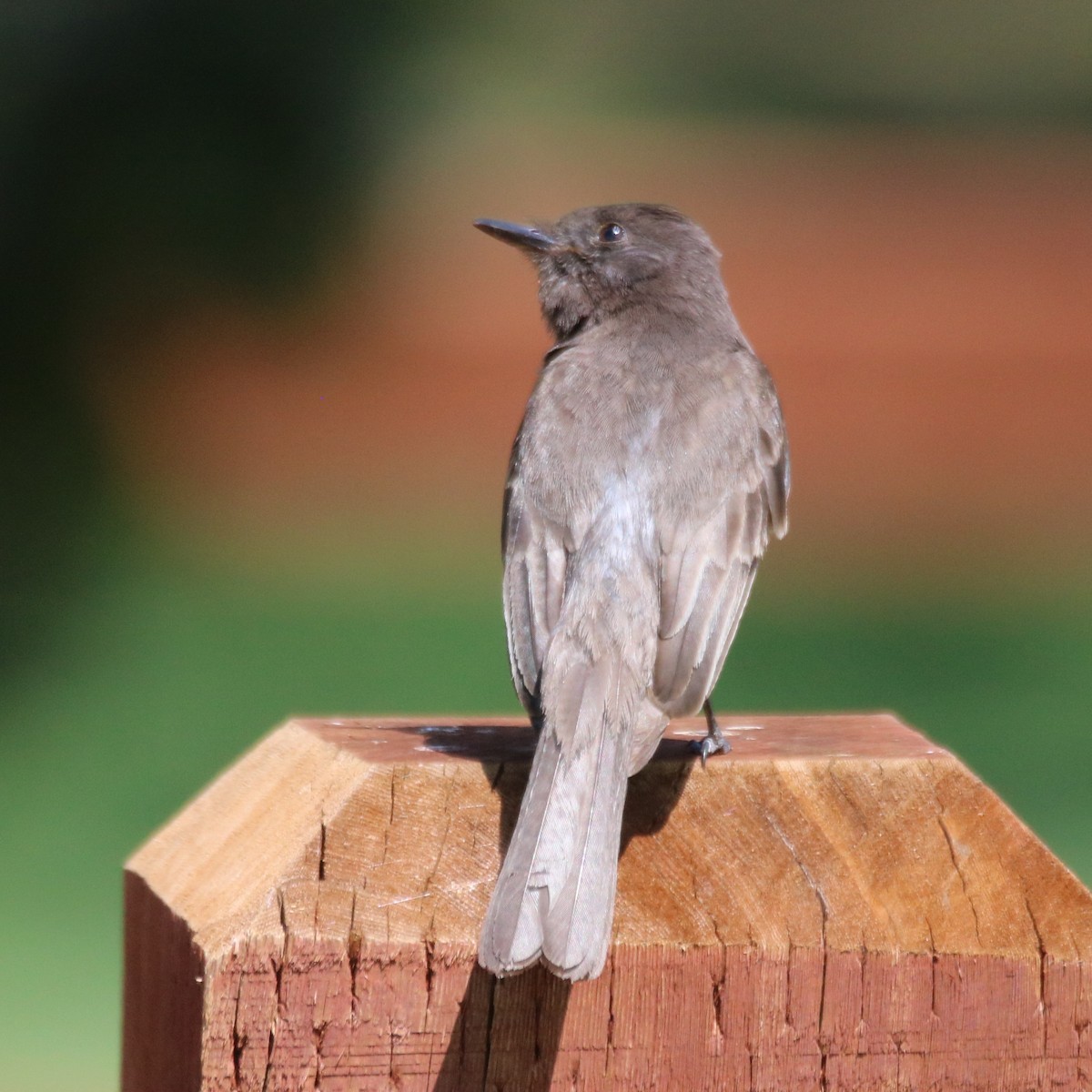 Black Phoebe - ML636900644