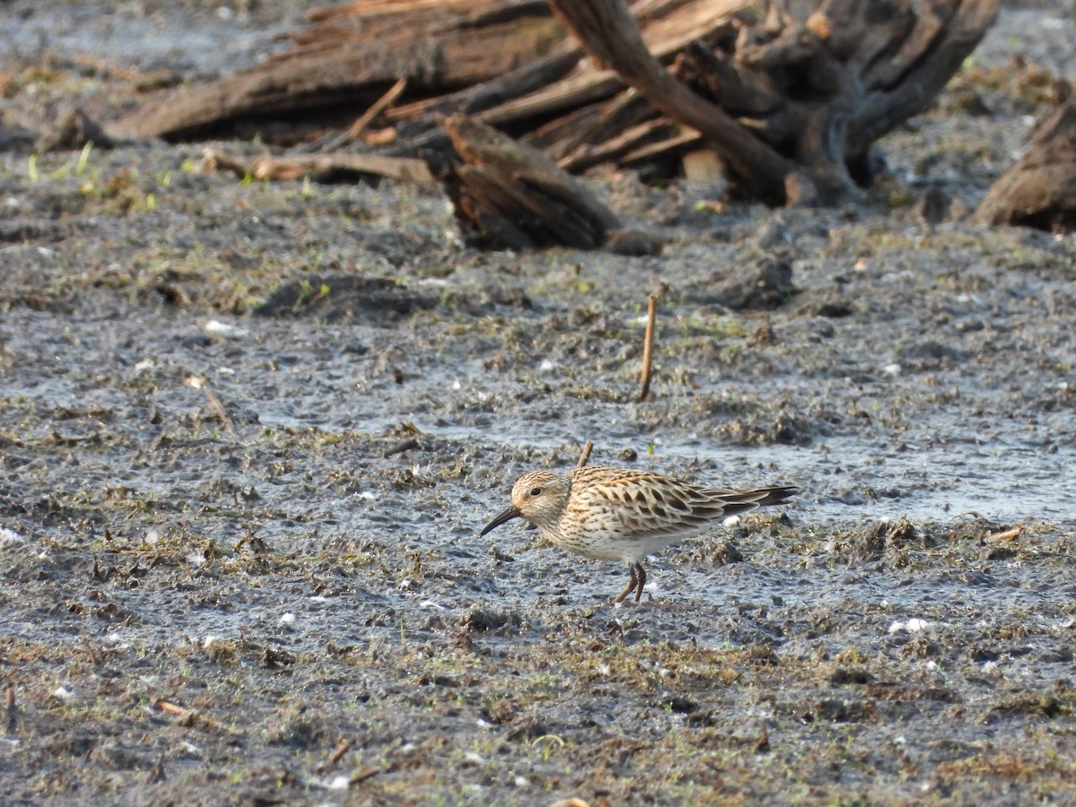 White-rumped Sandpiper - ML636900715