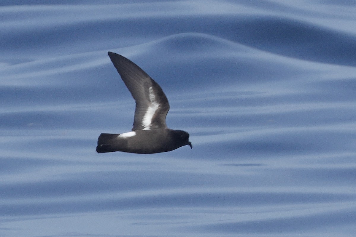 European Storm-Petrel - ML636900721