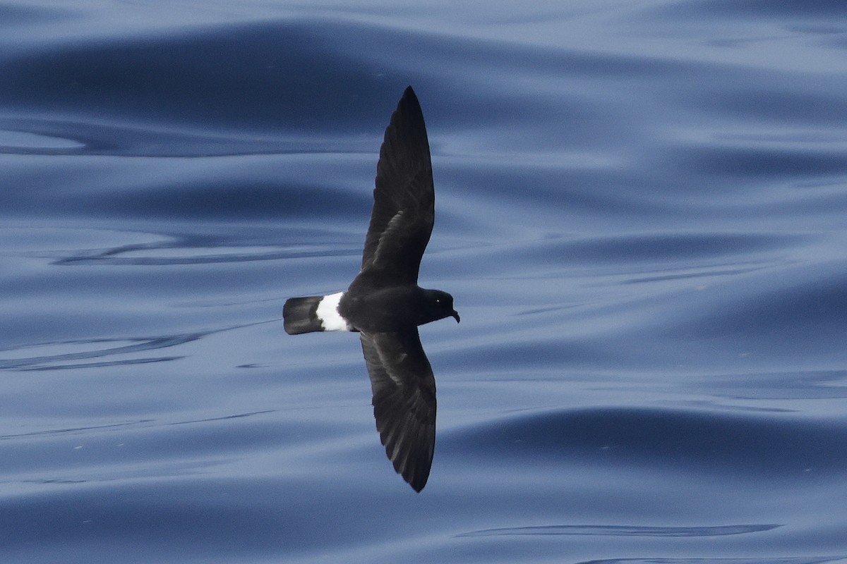 European Storm-Petrel - ML636900722