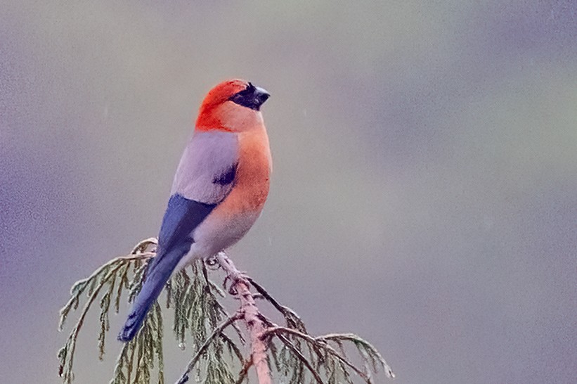 Red-headed Bullfinch - ML636900816