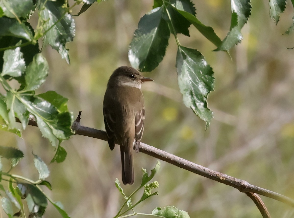 Willow Flycatcher - ML636900859