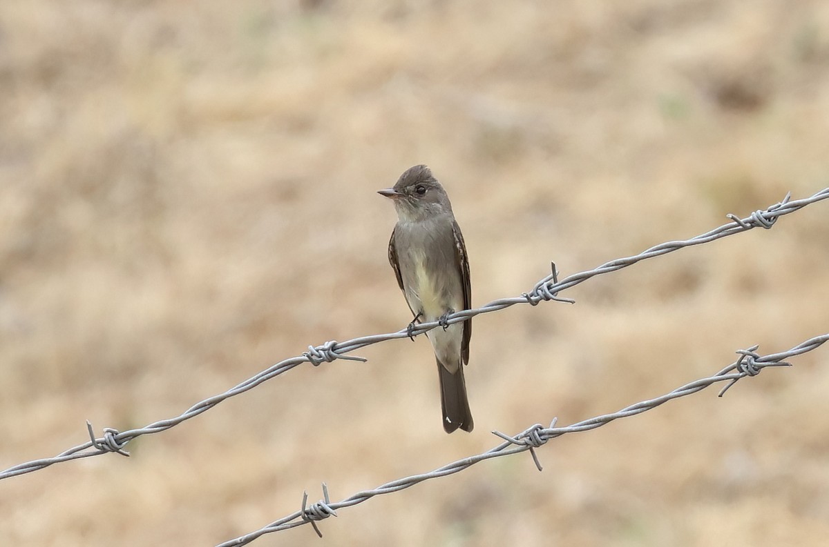 Western Wood-Pewee - ML636900873