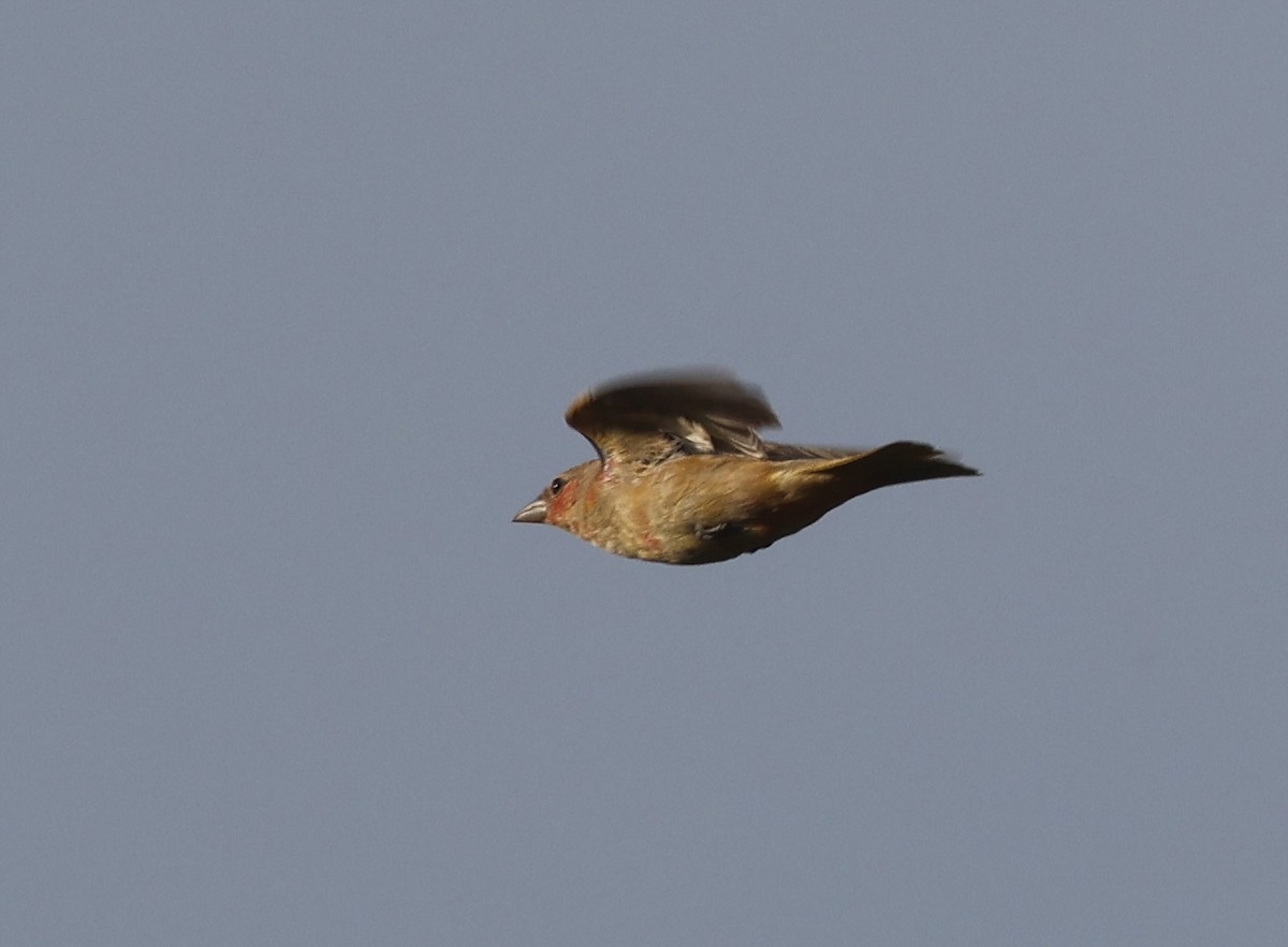 Summer Tanager - ML636900895