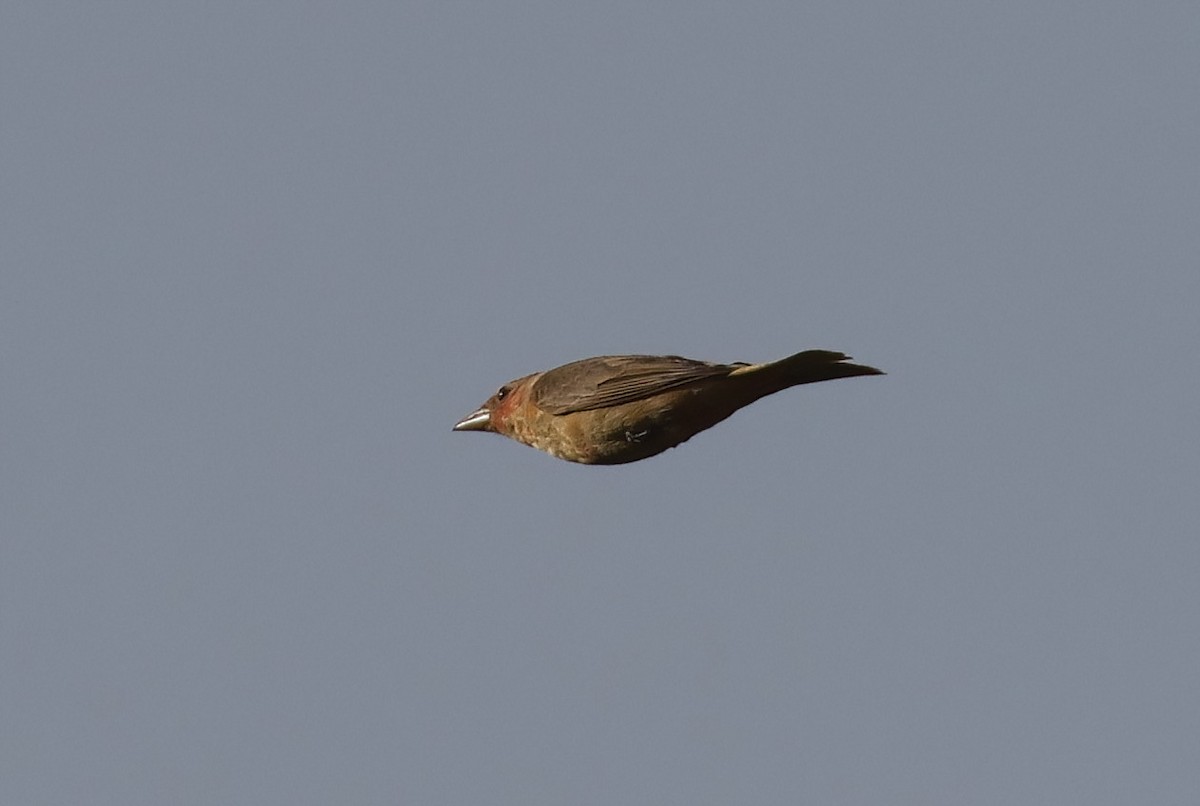 Summer Tanager - ML636900896